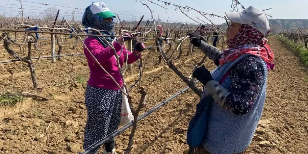 Sağanak yağış işlerini zorlaştırıyor mesaiyi artırıyor: Günlük yevmiyeleri 1000 TL’den başlıyor 1